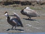 Elkhorn Slough 016